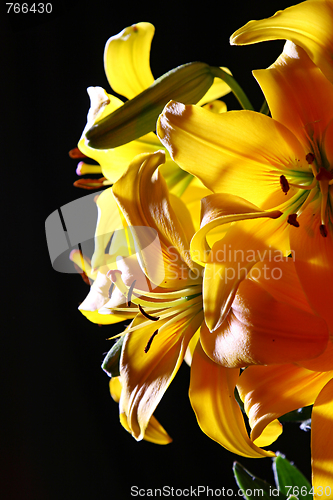 Image of Lily in studio