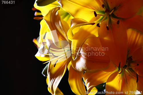 Image of Lily in studio
