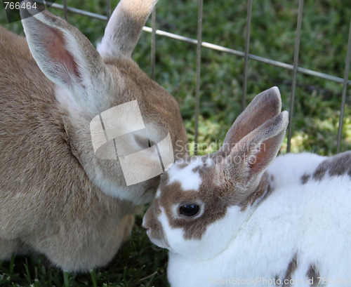 Image of Bunnies