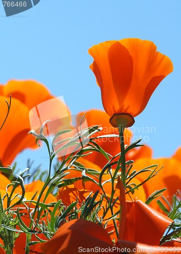 Image of California Poppies