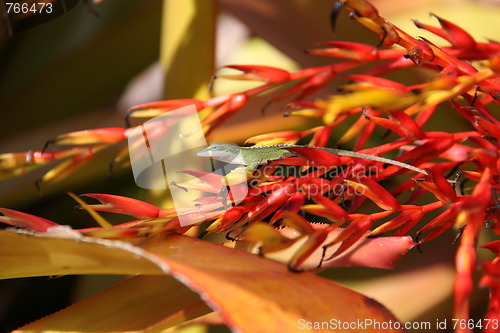 Image of Green Lizard