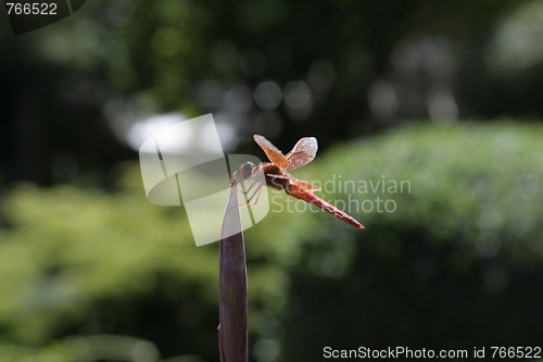 Image of Dragonfly