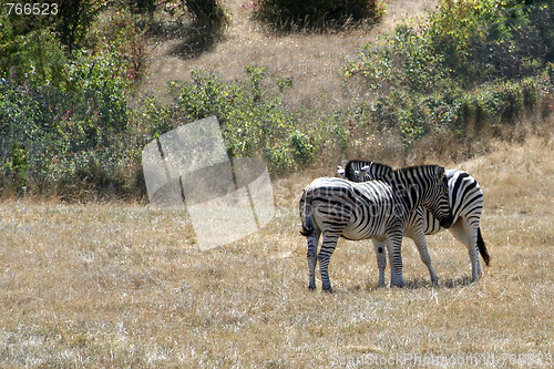 Image of Zebras Cuddling