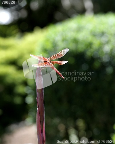 Image of Orange Dragonfly