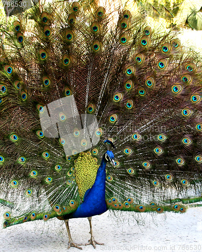 Image of Strutting Peacock
