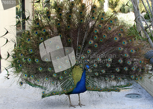 Image of Peacock in Full Bloom