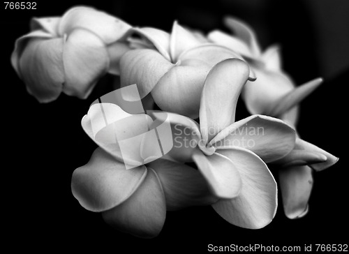 Image of Plumerias in Black and White
