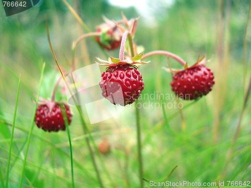 Image of Wild Straweberries