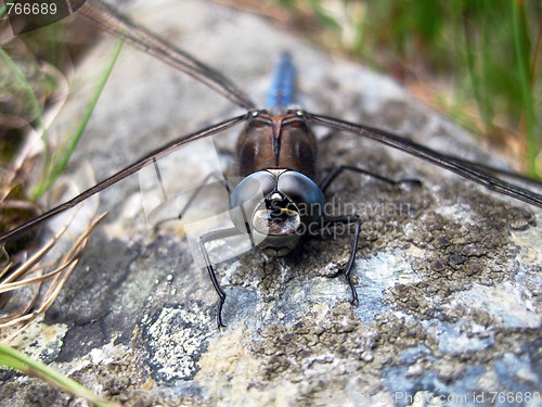 Image of Blue dragonfly on a rock