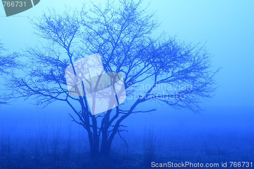 Image of Blue Tree in Mist