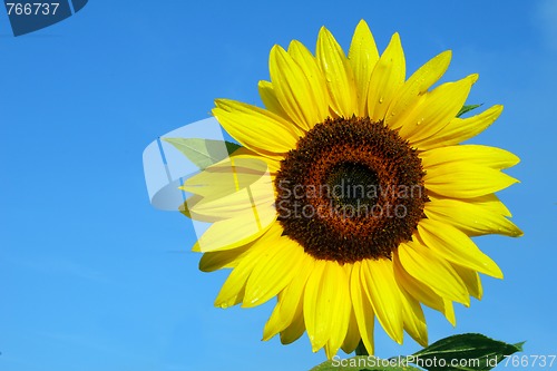 Image of Sunflower