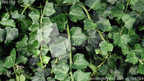 Image of Ivy