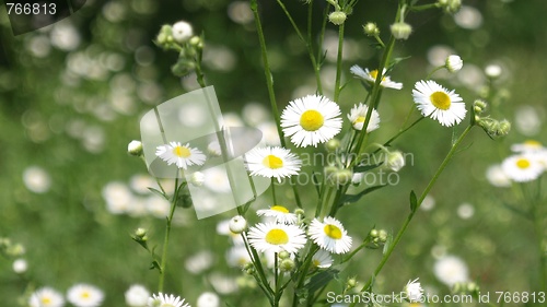 Image of Daisy