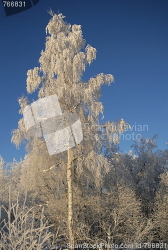 Image of Winter birch