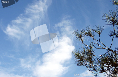 Image of Sky trees