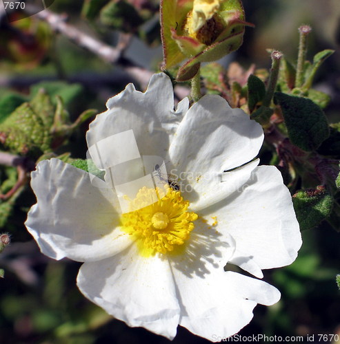 Image of Ants on flower