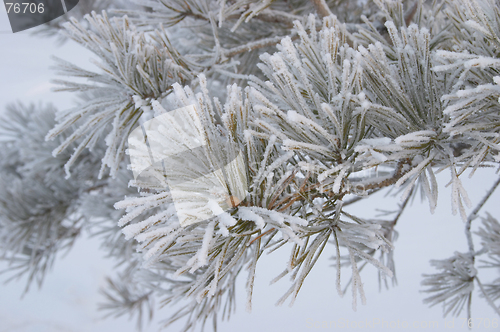 Image of Frozen branch of pine