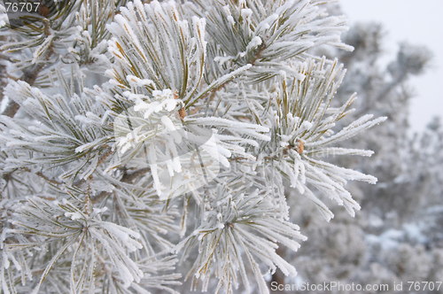 Image of Frozen branch of pine