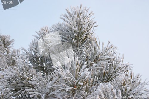Image of Hoar-frost