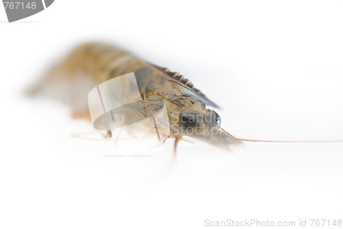Image of raw fresh shrimp