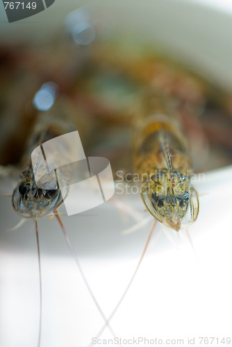 Image of raw fresh shrimps