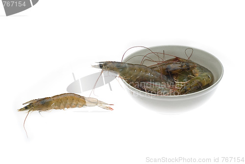 Image of raw fresh shrimps