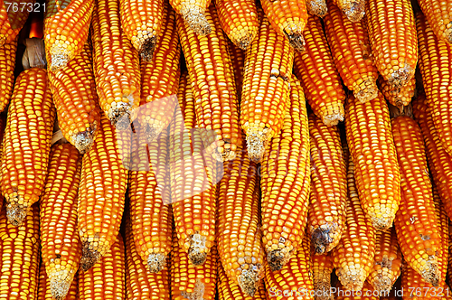 Image of Dry yellow corn