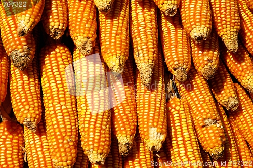 Image of Dry yellow corn