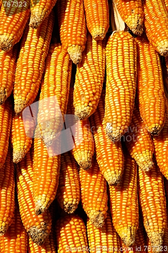 Image of Dry yellow corn