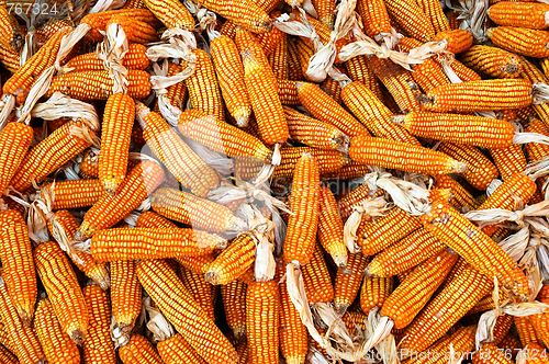 Image of Dry yellow corn