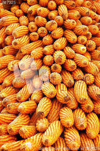 Image of Dry yellow corn