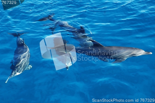 Image of Group of dolphins in the sea