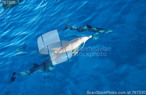 Image of Group of dolphins in the sea