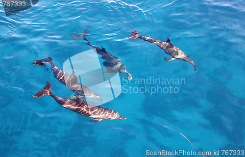 Image of Group of dolphins in the sea