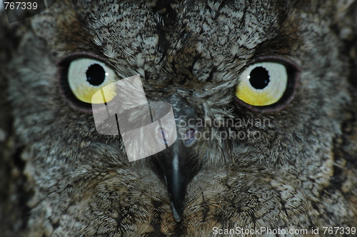 Image of Owl’s face