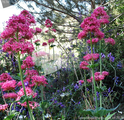 Image of Wild flowers