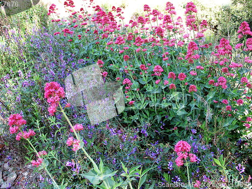 Image of Wild flowers garden