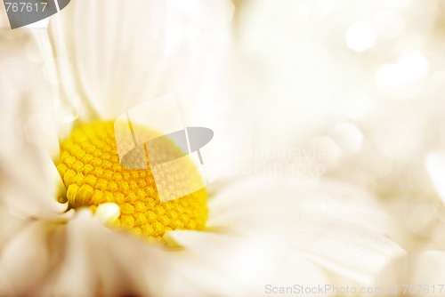 Image of daisy flower