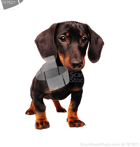 Image of Dachshund puppy