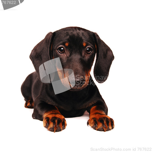 Image of Dachshund puppy