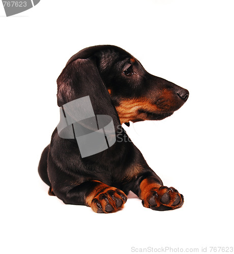 Image of Dachshund puppy