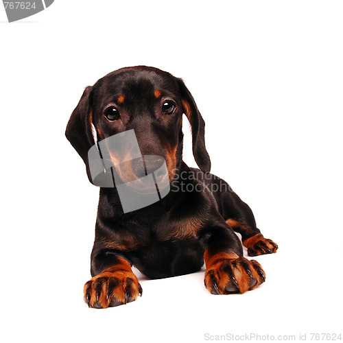 Image of Dachshund puppy