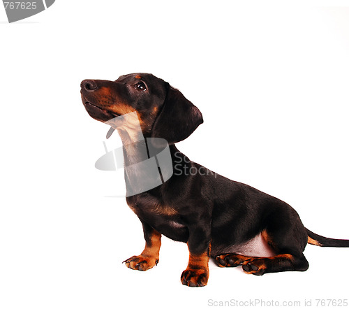 Image of Dachshund puppy