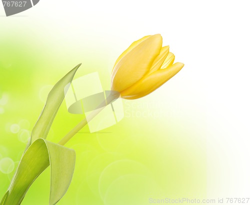 Image of Yellow tulip