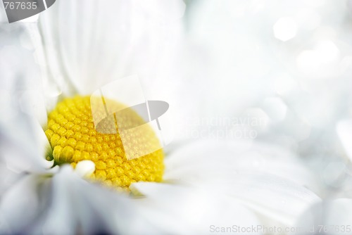 Image of Closeup of white daisy