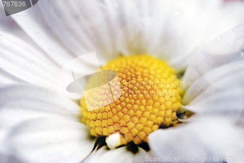Image of Closeup of white daisy