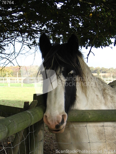 Image of Shire Horse