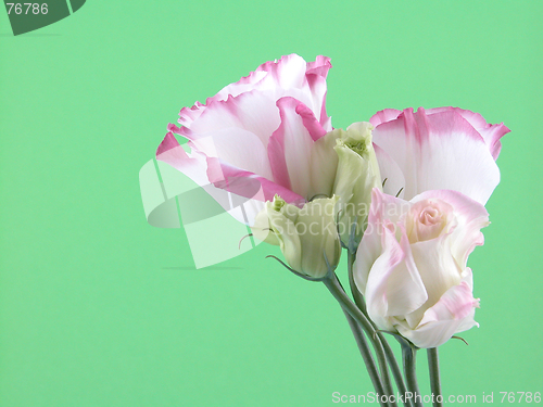Image of eustoma