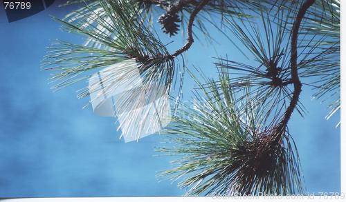Image of pine