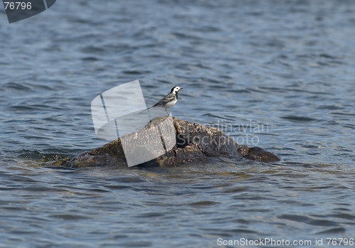 Image of wagtail at sea.